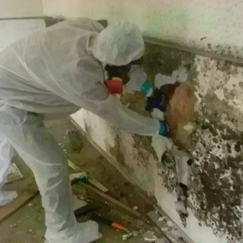 Mold Remediation and Removal in Ogden, KS